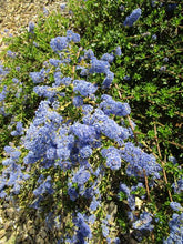 Load image into Gallery viewer, CEANOTHUS BLUE CUSHION 3.3L
