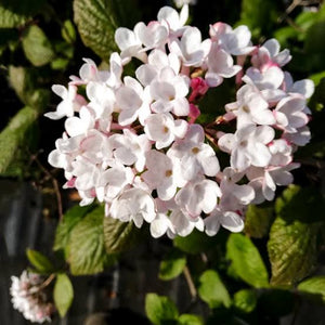 VIBURNUM BURKWOODII FULBROOK 10.0L