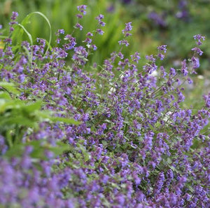 NEPETA BLUE BEAUTY 12CM