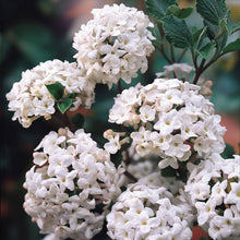 Load image into Gallery viewer, VIBURNUM CARLESII KOREAN SPICE VIBURNUM 3.5L
