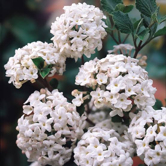 VIBURNUM CARLESII KOREAN SPICE VIBURNUM 3.5L