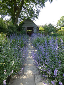 NEPETA BLUE BEAUTY 12CM