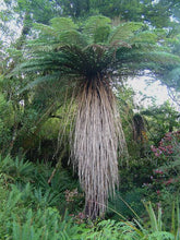 Load image into Gallery viewer, CYATHEA SMITHII KATOTE 2.5L
