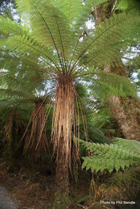 CYATHEA SMITHII KATOTE 2.5L