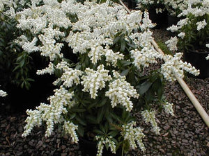 PIERIS TEMPLE BELLS 2.6L