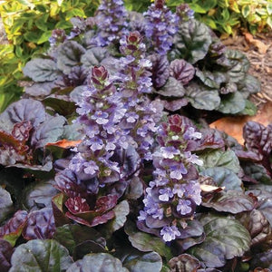 AJUGA BLACK SCALLOP 12CM