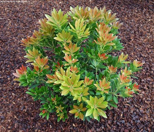 PIERIS TEMPLE BELLS 2.6L