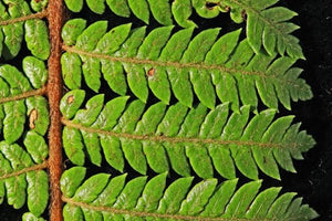 CYATHEA SMITHII KATOTE 2.5L