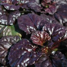 Load image into Gallery viewer, AJUGA BLACK SCALLOP 12CM
