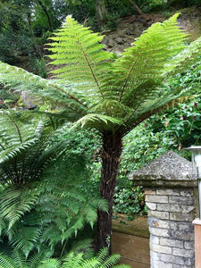 CYATHEA SMITHII KATOTE 2.5L