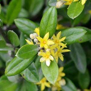 COROKIA GEENTYS GREEN 2.5L