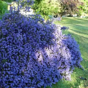 CEANOTHUS BLUE SAPPHIRE 3.3L