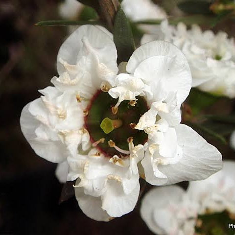 LEPTOSPERMUM WIRI LINDA 1.5L