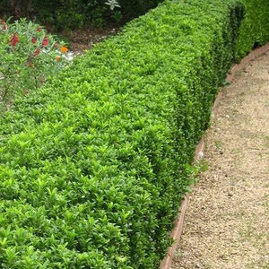 EUONYMUS EMERALD GEM 3.5L