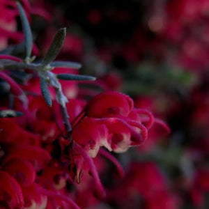 GREVILLEA RED CLOUD 2.5L