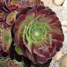 Load image into Gallery viewer, AEONIUM VELOUR 20CM
