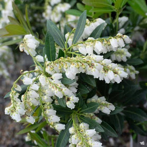 PIERIS TEMPLE BELLS 2.6L