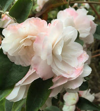 Load image into Gallery viewer, CAMELLIA HYBRID CINNAMON CINDY 8.5L
