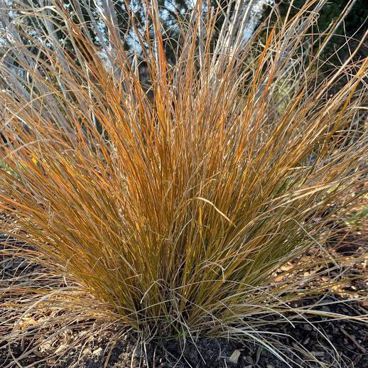 CAREX TESTACEA 2.0L