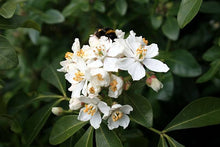 Load image into Gallery viewer, CHOISYA TERNATA MEXICAN ORANGE BLOSSOM 2.7L
