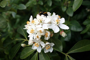 CHOISYA TERNATA MEXICAN ORANGE BLOSSOM 2.7L