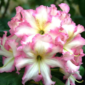 RHODODENDRON MELROSE FLASH 8.0L