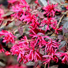 Load image into Gallery viewer, LOROPETALUM PLUM DELIGHT 1.5L
