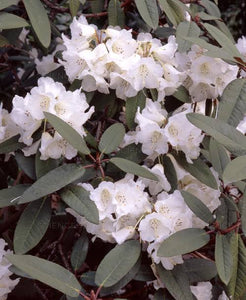 RHODODENDRON MOUNT EVEREST 2.5L