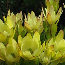 Load image into Gallery viewer, LEUCADENDRON GOLDEN TULIP 1.5L
