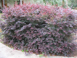 LOROPETALUM PLUM DELIGHT 1.5L