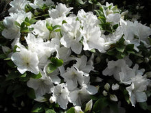 Load image into Gallery viewer, RHODODENDRON MOUNT EVEREST 2.5L
