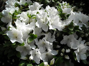 RHODODENDRON MOUNT EVEREST 2.5L