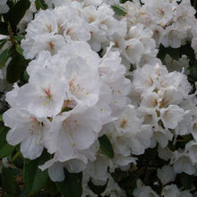 Load image into Gallery viewer, RHODODENDRON MOUNT EVEREST 2.5L
