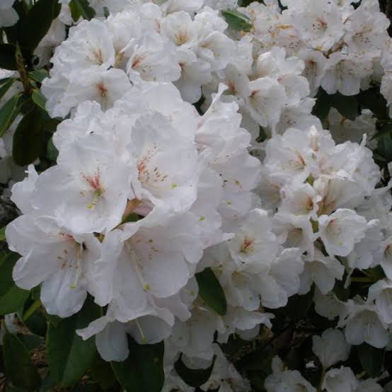 RHODODENDRON MOUNT EVEREST 2.5L