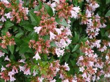 Load image into Gallery viewer, ABELIA RASPBERRY PROFUSION 4.0L
