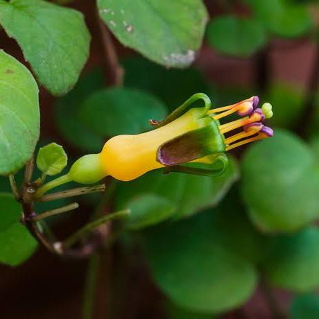 FUCHSIA PROCUMBENS 2.2L