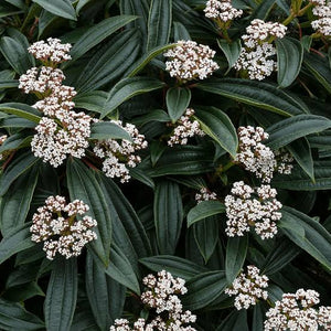 VIBURNUM DAVIDII 2.5L