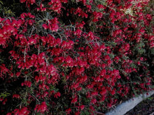 Load image into Gallery viewer, GREVILLEA RED CLOUD 2.5L
