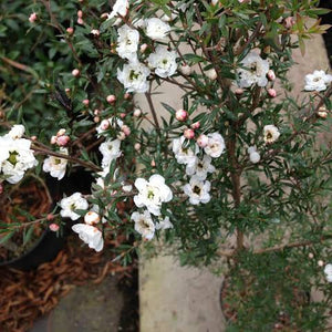 LEPTOSPERMUM WIRI LINDA 1.5L