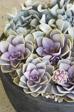 Load image into Gallery viewer, ECHEVERIA PERLE VON NUREMBERG 2.0L
