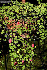 FUCHSIA PROCUMBENS 2.2L