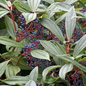 VIBURNUM DAVIDII 2.5L