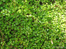 Load image into Gallery viewer, FUCHSIA PROCUMBENS 2.2L
