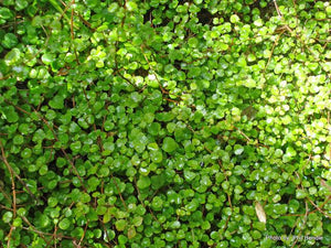 FUCHSIA PROCUMBENS 2.2L