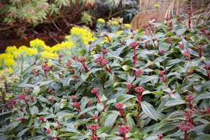 VIBURNUM DAVIDII 2.5L