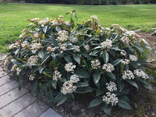 Load image into Gallery viewer, VIBURNUM DAVIDII 2.5L
