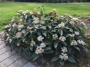 VIBURNUM DAVIDII 2.5L