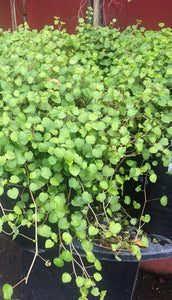 FUCHSIA PROCUMBENS 2.2L