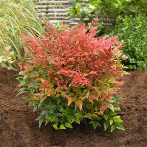 NANDINA OBSESSION 6.0L