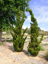 Load image into Gallery viewer, JUNIPERUS CHINENSIS KAIZUKA 6.0L
